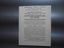 1897 Ayrshire Dairy Cattle