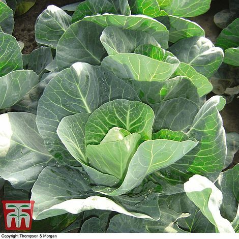 Thompson morgan cabbage - thompson,