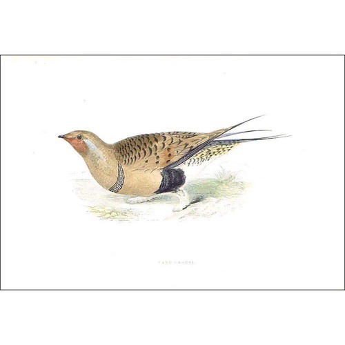 Birds sand grouse hand - -,