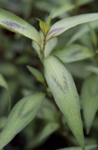 Vietnamese coriander plant - vietnamese,