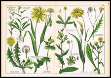 1887 Antique Botanical