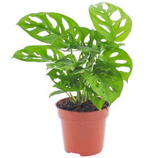 Vibrant Monstera Obliqua Monkey Leaf Indoor Potted Houseplant 20-30cm with Pot
