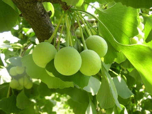 Ginkgo biloba maidenhair - ginkgo,