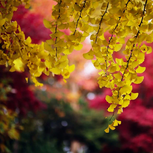 Ginkgo biloba maidenhair - ginkgo,