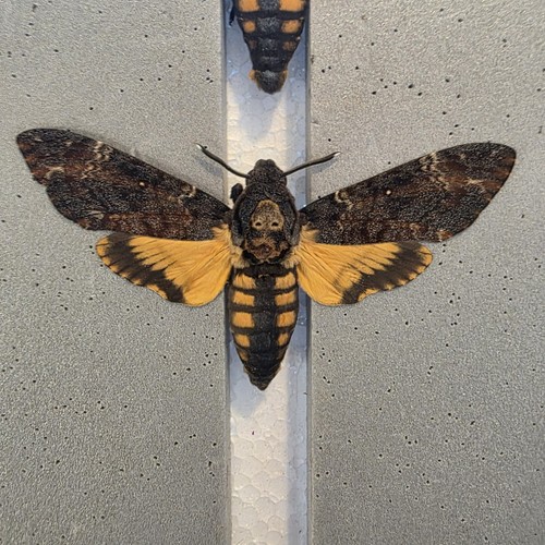 Acherontia atropos death head - acherontia,