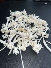 Mystery Bundle Of 5 Animal Bones