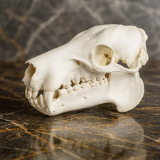 Life-Size Pygmy Hippopotamus