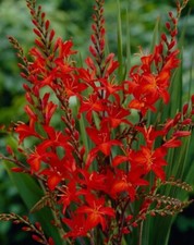 50x large Red Crocosmia bulbs