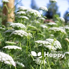 Bishop’s flower - Queen Anne's Lace - 1300 Seeds - Ammi Majus  - Cutting Flower