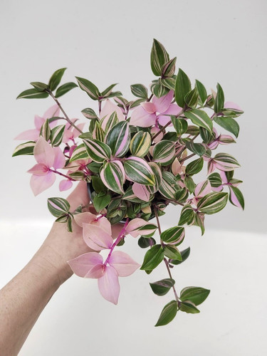 Tradescantia fluminensis - tradescantia,