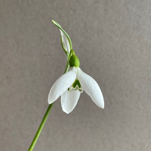 Galanthus elwesii roger - elwesii, roger's