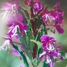 1 x perennial willow herb
