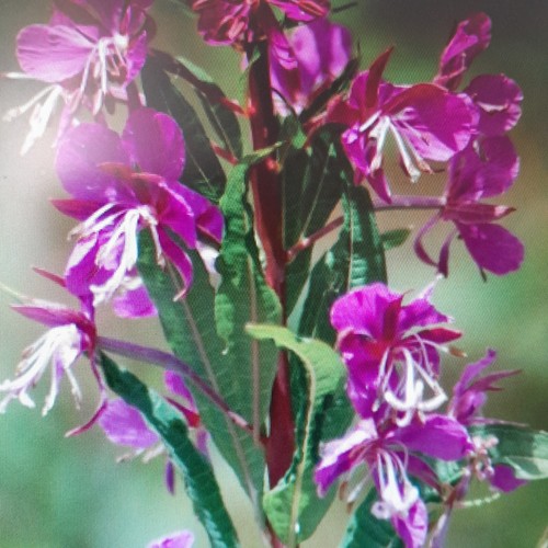 Perennial rosebay willow - rosebay,