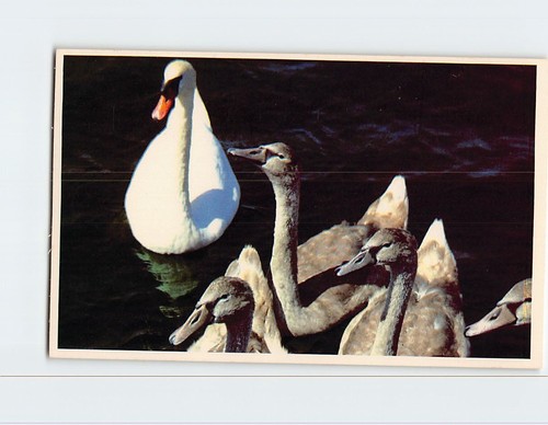 Postcard swan and - cygnets, in