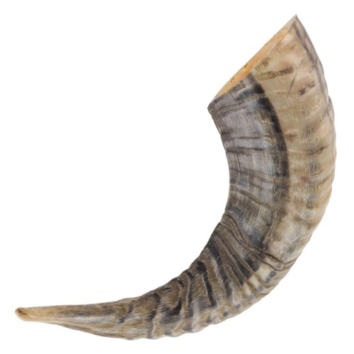 Natural ram horn drinking - ram,