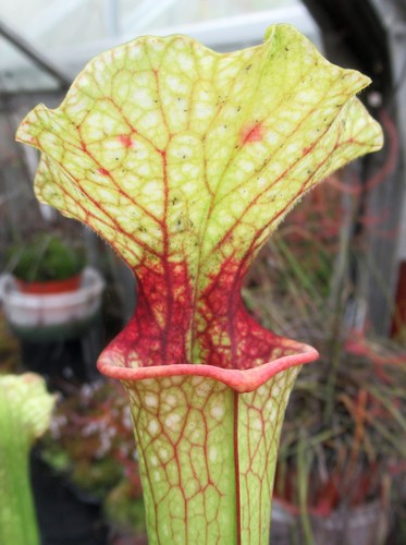 Sarracenia samantha jsh170 - sarracenia,