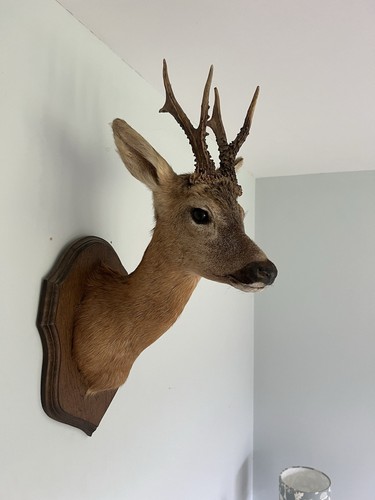 Taxidermy roe buck - roe,