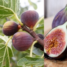 Ficus carica rouge - ficus, de