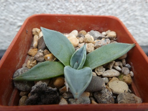 Agave parryi patoni - shown, in