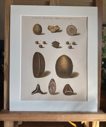 Anatomical veterinary print - anatomical,