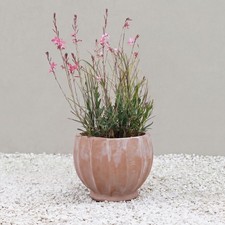 Primrose Terracotta Planter