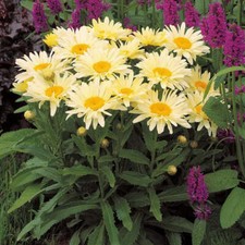 Leucanthemum 'Banana Cream'