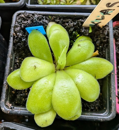 Mature mexican butterwort - mature,