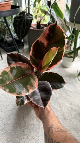 Ficus elastica ruby whole - ruby,,
