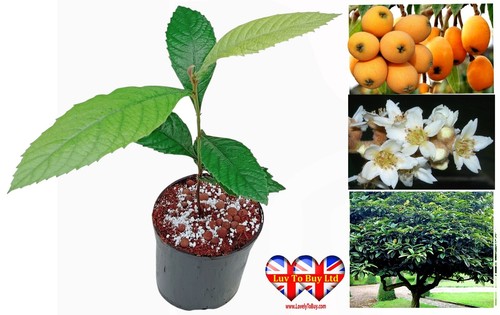Loquat tree - tree(, japonica)