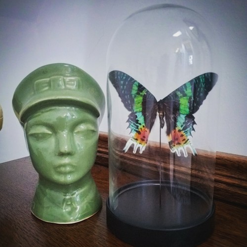 Glass dome with real - with,