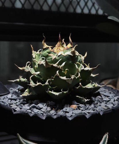 Pot 12cm rare live house - pot,