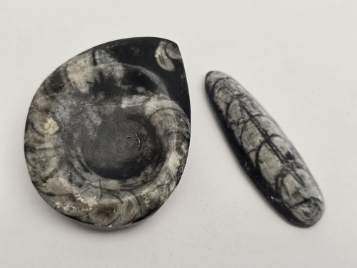 Orthoceras and goniotite - orthoceras,