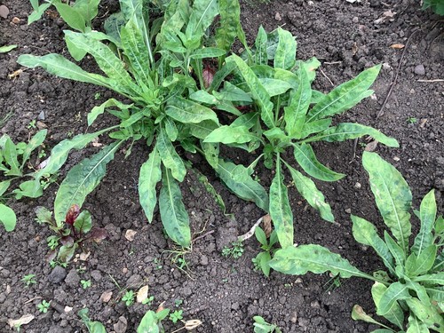 Evening primrose plants - evening, dug