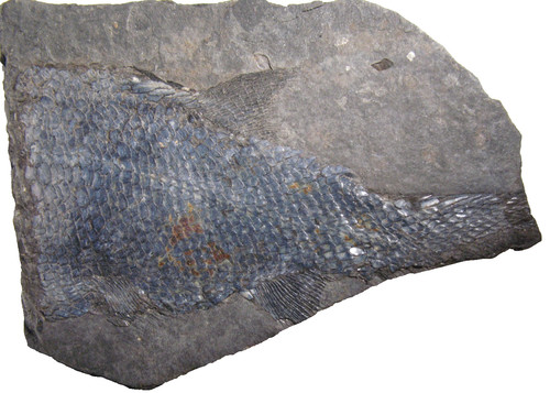 Permian fish fossil - , muse