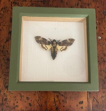 Acherontia Atropos Death's Head Hawk Moth Framed