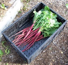 Italian radish candela - italian,