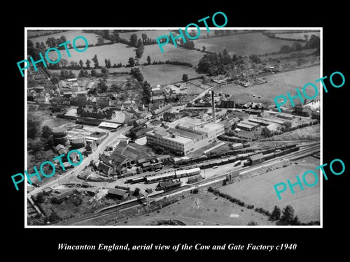Wincanton england the cow - england,