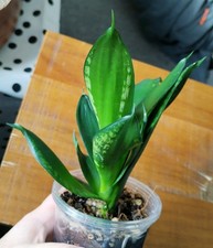 Sansevieria trifasciata Hahnii 'Loop's Pride' Rooted Plant, Dwarf Sansevieria
