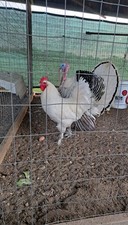 6 Croad Langshan Hatching Eggs