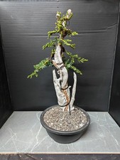 Tanuki Needle Juniper Bonsai