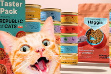 Wet Cat Food wet and dry food