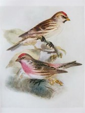 DRESSER Mealy Redpoll Original