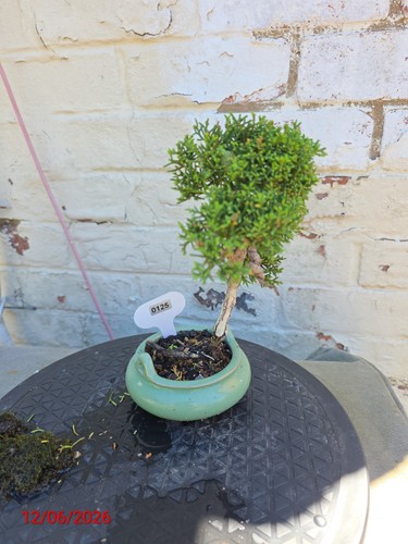Mini juniper bonsai - , about