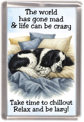 English springer spaniel - english,