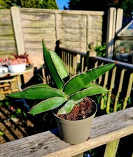 Sansevieria Ehrenbergii -