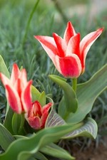 10x Tulip Peppermint Stick Hybrid Species Spring Flower Bulbs Rare Dwarf Variety