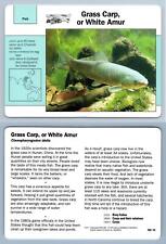 Grass Carp, Or White Amur #102.14 Fish - Grolier Wildlife Adventure Card