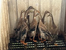 12+ Indian Runner Hatching