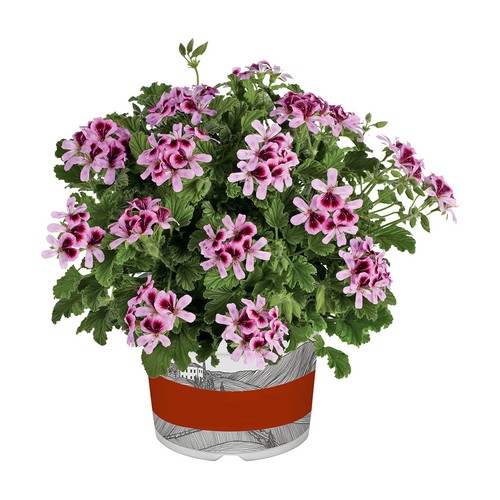 Pelargonium orange fizz - pelargonium,