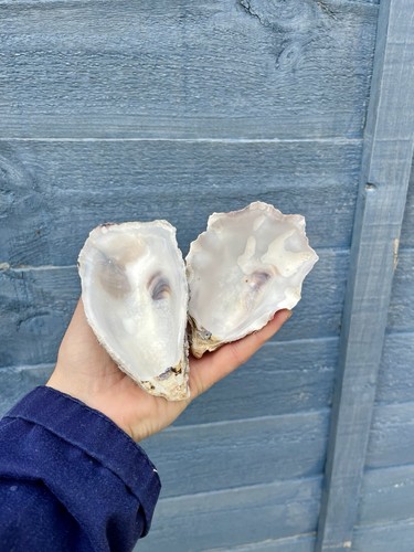 Oyster shells 10 15cm - shells,, 10-15cm